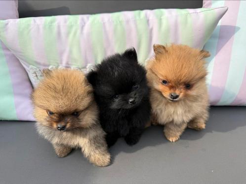 Prachtige pomeriaan pups, Dieren en Toebehoren, Honden | Poolhonden, Keeshonden en Oertypen, Meerdere dieren, Keeshond, Particulier