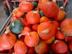 Red Kuri Pompoenen, Ophalen