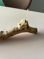 Mooie lilly white wimpergekko, Dieren en Toebehoren, Reptielen en Amfibieën, Hagedis, 0 tot 2 jaar