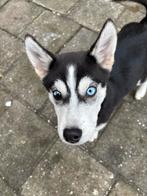 Prachtige Siberische Husky Pups Zoeken een Warm Mandje!, Parvo, 15 weken tot 1 jaar, Overige rassen, Meerdere