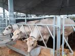 Afgemeste Piemontese koeien, Dieren en Toebehoren, Runderen, Vrouwelijk