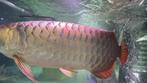 Blue base crossback arowana cichla datnioides potamotrygon, Dieren en Toebehoren, Vis