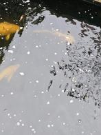 Te koop vissen 1x steur en 4x koi, Ophalen