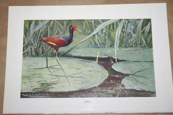 Antieke kleurenlitho - Watervogel Jacana - Circa 1900 !!