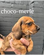 3 dwerg Teckel reutjes (choco-merle, unieke kleurstelling), Dieren en Toebehoren, Rabiës (hondsdolheid), Reu, 8 tot 15 weken, Korthaar