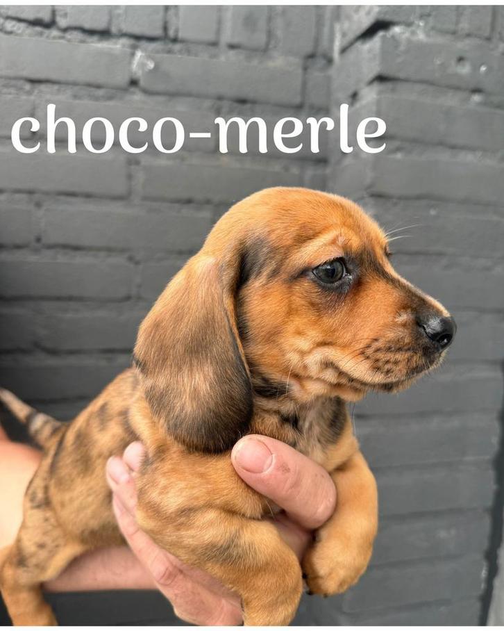 3 dwerg Teckel reutjes (choco-merle, unieke kleurstelling), Dieren en Toebehoren, Honden | Teckels en Dashonden, Reu, Korthaar