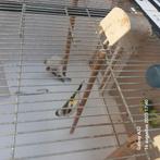Ruilen putters, Dieren en Toebehoren, Vogels | Overige Vogels, Wildzangvogel