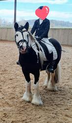 ❤️ ️ Allerliefste kinderpony Tinker ️❤️, Dieren en Toebehoren, Gechipt, B, Ruin, C pony (1.27m tot 1.37m)