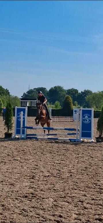 Verzorgpony gezocht, bijrijdster aangeboden Nijverdal  beschikbaar voor biedingen