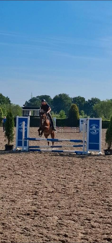 Verzorgpony gezocht, bijrijdster aangeboden Nijverdal, Dieren en Toebehoren, Paarden en Pony's | Overige Paardenspullen, Nieuw