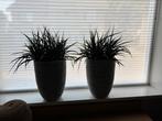 2 Capi potten incl Sansevieria, Ophalen, Overige soorten, Minder dan 100 cm