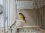 Wildkleur sijs., Dieren en Toebehoren, Mannelijk, Wildzangvogel, Geringd