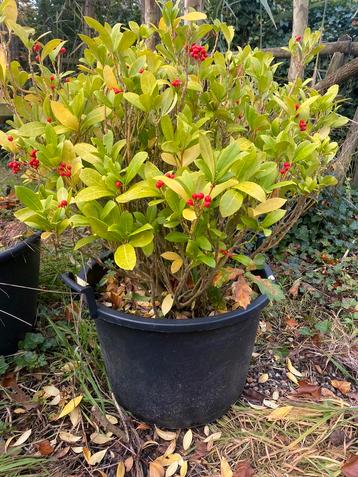 Skimmia 1 grote plant nu voor €50,00 afhalen beschikbaar voor biedingen