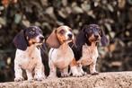 De leukste teckelpups van Frankrijk 🇨🇵, Dieren en Toebehoren, Honden | Teckels en Dashonden, Particulier, Dwerg, Meerdere, Meerdere dieren