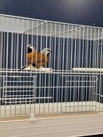 Gordelgrasvink koppel, Dieren en Toebehoren, Vogels | Overige Vogels, Meerdere dieren, Tropenvogel, Geringd