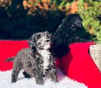 Medium australian Goldendoodle pups, Dieren en Toebehoren, Overige rassen, CDV (hondenziekte), 8 tot 15 weken, Meerdere