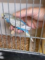 Jonge grasparkiet, Dieren en Toebehoren, Vogels | Parkieten en Papegaaien, Geslacht onbekend, Parkiet