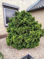 chamaecyparis obtusa 'nana gracilis', Ophalen, Bloeit niet, Halfschaduw, Overige soorten