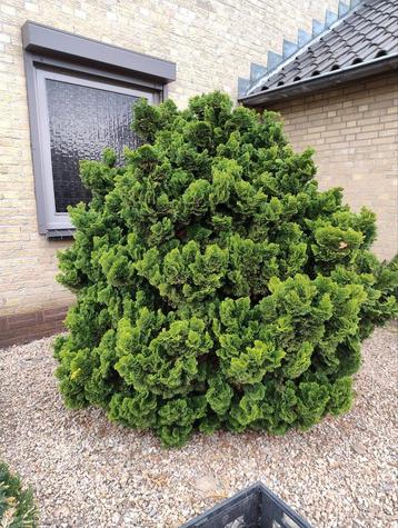 chamaecyparis obtusa 'nana gracilis' beschikbaar voor biedingen