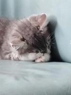 De laatste 2 prachtige katers Maine Coon / chartreux, Dieren en Toebehoren, Katten en Kittens | Raskatten | Langhaar, Meerdere dieren
