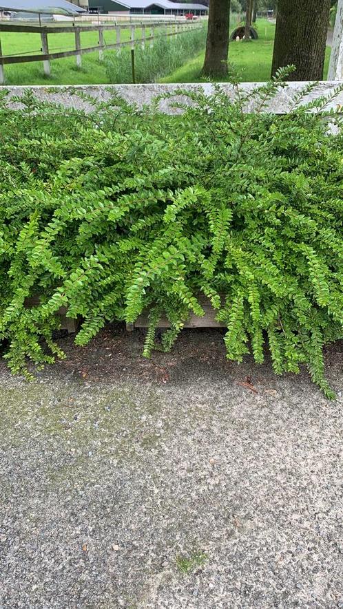 Lonicera Nitida, Tuin en Terras, Planten | Struiken en Hagen, Overige soorten, Minder dan 100 cm, Ophalen of Verzenden