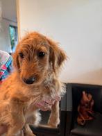 Wegens annulering lieve pup Maltipoo met Teckel., Dieren en Toebehoren, Poedel, Nederland, Reu, CDV (hondenziekte)
