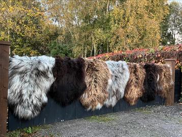 Das Mooi Schapenvachten  🐑 ❤️ De Keuze is Reuze  beschikbaar voor biedingen