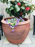 Grote Terracotta Pot met Plant60 .+-55rond, Tuin en Terras, Gebruikt, 40 cm of meer, Rond, Terracotta