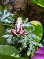 Epipedobates hoogland, Dieren en Toebehoren, Reptielen en Amfibieën, Amfibie, 0 tot 2 jaar