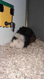 Huisje gezocht  voor lieve cavia's, Dieren en Toebehoren, Knaagdieren, Cavia, Februari, Mannelijk, Tam