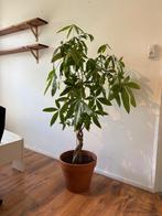 Kamerplant Pachira Aquatica - Geldboom, Ophalen, Overige soorten, Minder dan 100 cm