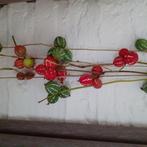 Diplocyclos, rode ballen, Ophalen of Verzenden