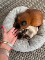 2 cavia’s californian, Dieren en Toebehoren, Vrouwelijk, Cavia, Voor 1 juli 2024