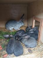 Jonge konijnen  lotharing groot of kruising met Vlaamse reus, Dieren en Toebehoren, Konijnen, Meerdere dieren, Groot