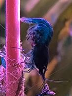 Te koop nog de laaste 10 Blue Dream garnalen., Dieren en Toebehoren, Vissen | Aquaria en Toebehoren, Ophalen of Verzenden, Nieuw