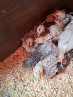 12 mooie cochin  kuikens  vermoedelijk  6 hennen  en haannen, Meerdere dieren, Kip