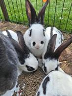 Jonge lotharinger ram, Dieren en Toebehoren, Mannelijk, Groot, 0 tot 2 jaar