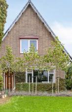 Leiplataan, Ophalen, Volle zon, Leiboom, 250 tot 400 cm