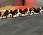 Berner Sennen x Zwitserse Sennen pups, Dieren en Toebehoren, Honden | Niet-rashonden, 8 tot 15 weken, Groot, Meerdere, Meerdere dieren