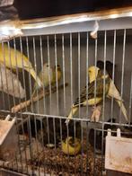 Mooi bonte, groen, gele kanarie's, Dieren en Toebehoren, Meerdere dieren, Kleurkanarie