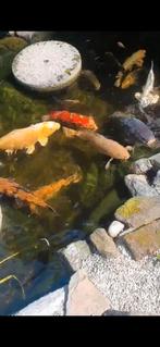 Japanse koi's, Dieren en Toebehoren, Karper of Koi
