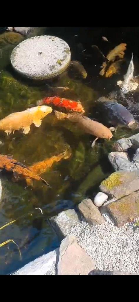 Japanse koi's, Dieren en Toebehoren, Vissen | Vijvervissen, Karper of Koi