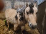 Bijrijder gezocht, Dieren en Toebehoren, Paarden en Pony's | Overige Paardenspullen, Ophalen of Verzenden