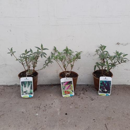 Mix van vlinderstruiken te koop | roze/paarse/witte bloemen!, Tuin en Terras, Planten | Tuinplanten, Overige soorten, Volle zon