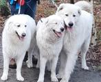 MAREMMA PUPS TE RESERVEREN, België, Particulier, 8 tot 15 weken, Meerdere