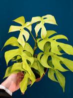 Raphidophora Tetrasperma Goldrush / Monstera Minima, Huis en Inrichting, Kamerplanten, Ophalen of Verzenden, Halfschaduw, Minder dan 100 cm
