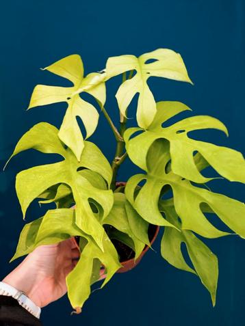 Raphidophora Tetrasperma Goldrush / Monstera Minima beschikbaar voor biedingen