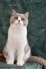 Lilac Bicolor British Shorthair Boy – Playful & Affectionate, Meerdere dieren, Gechipt, 0 tot 2 jaar