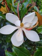 Magnolia grandiflora "Kay Parris" / nieuw !!! / wintergroen., In pot, Zomer, Volle zon, 400 cm of meer