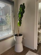 Vaste plant met pot, Huis en Inrichting, Woonaccessoires | Zuilen en Pilaren, Ophalen, Zo goed als nieuw